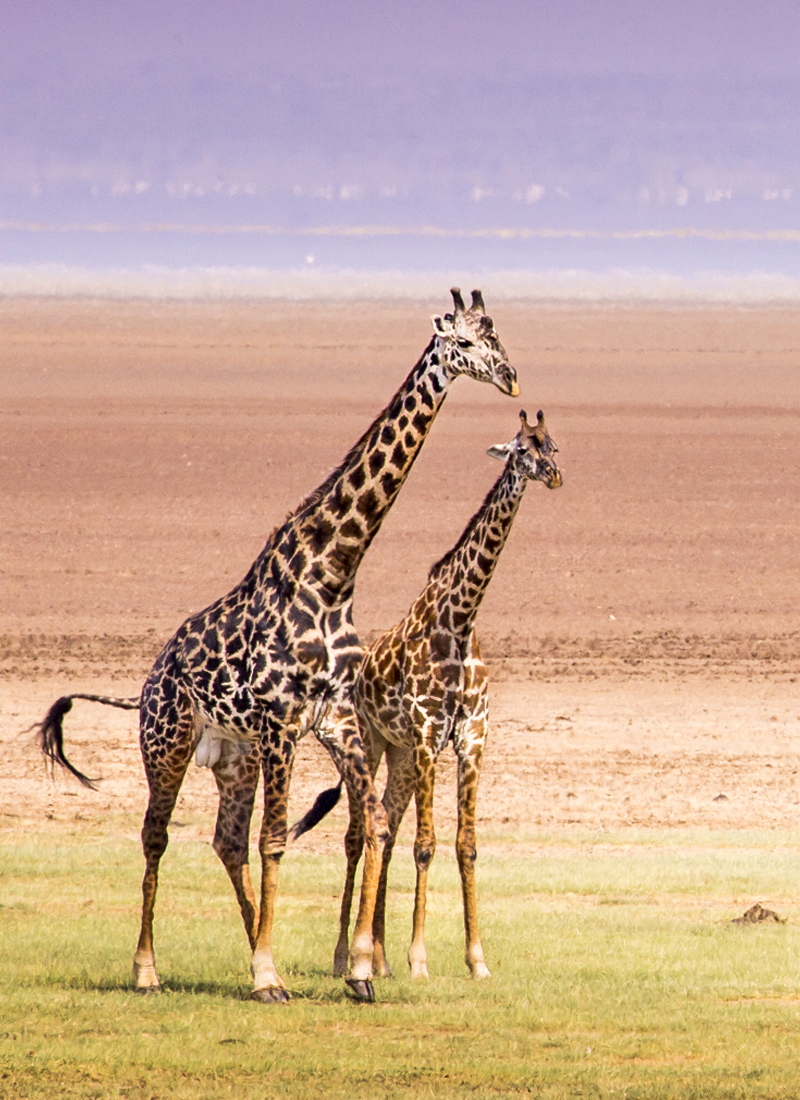 Manyara_04